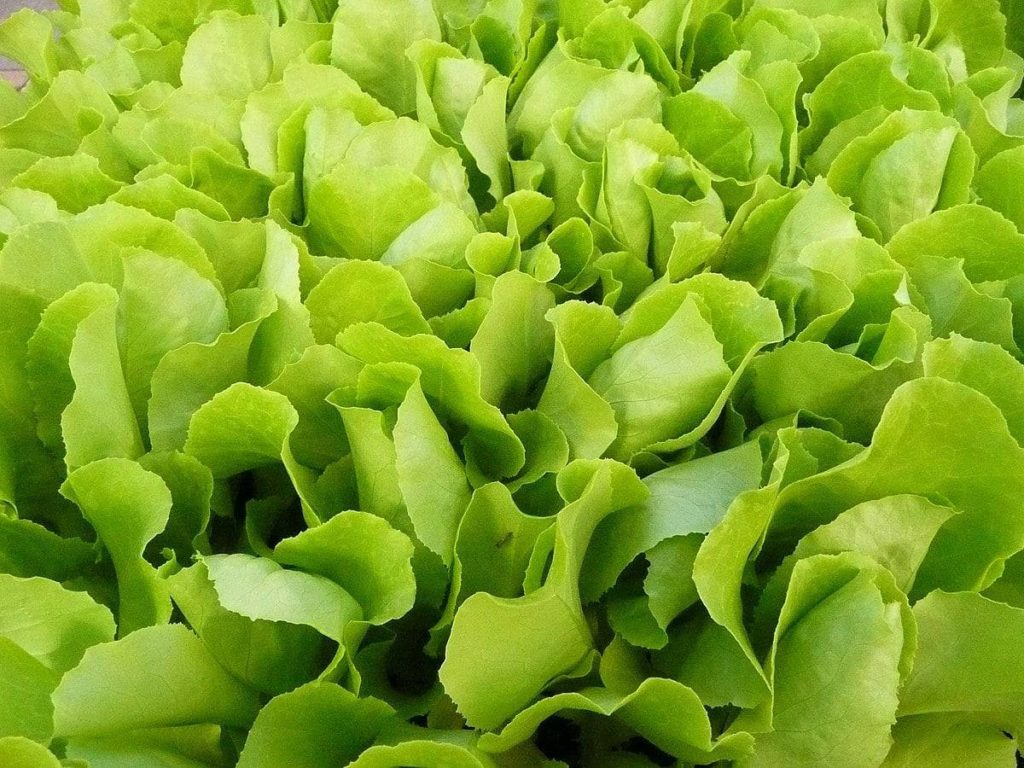 Winter Lettuce