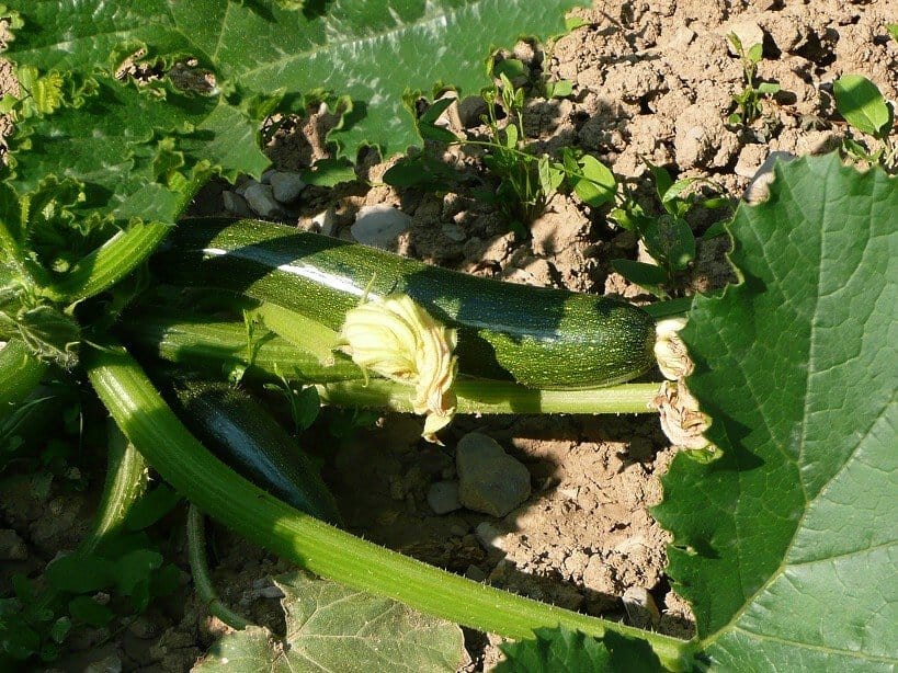 Zucchini