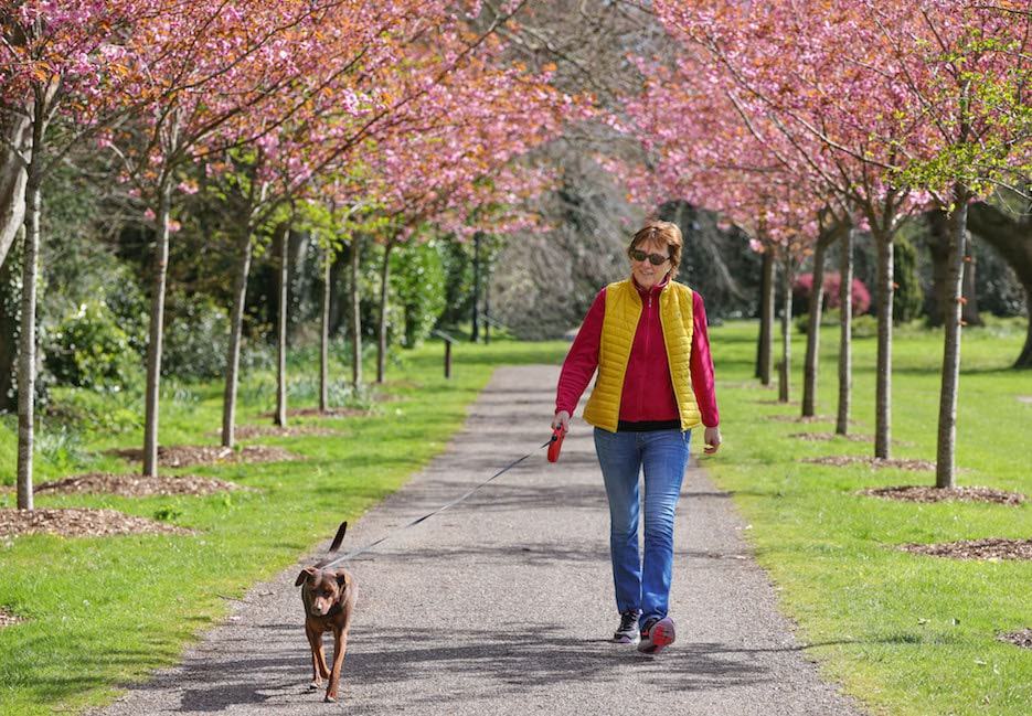 Cherry Walk and the Mixed Border