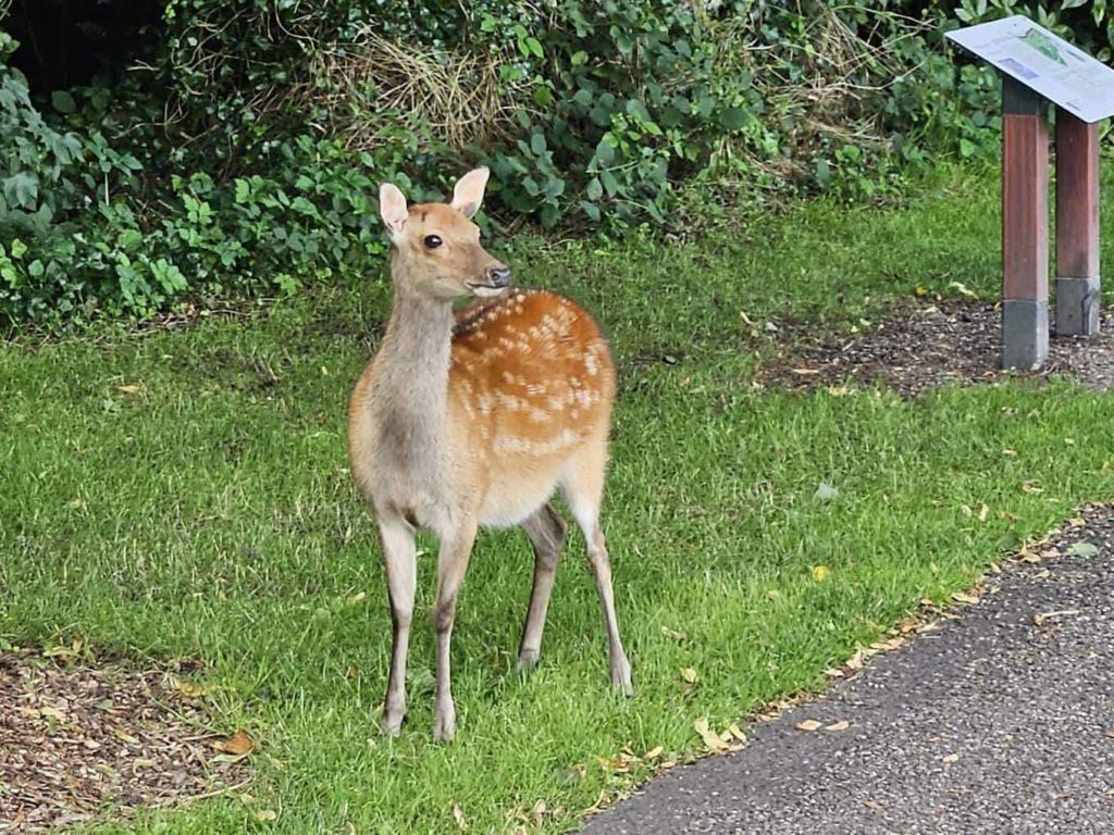 Wildlife