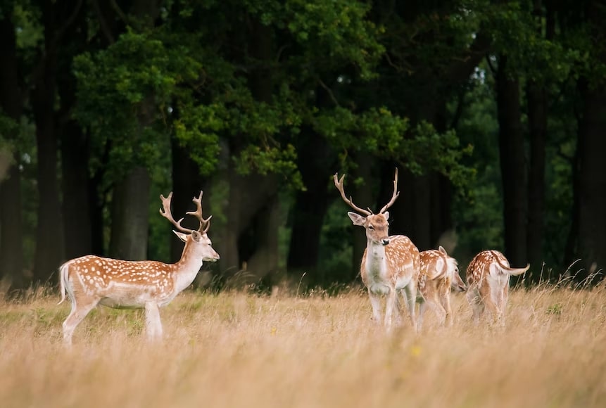 Abundance of nature and wildlife