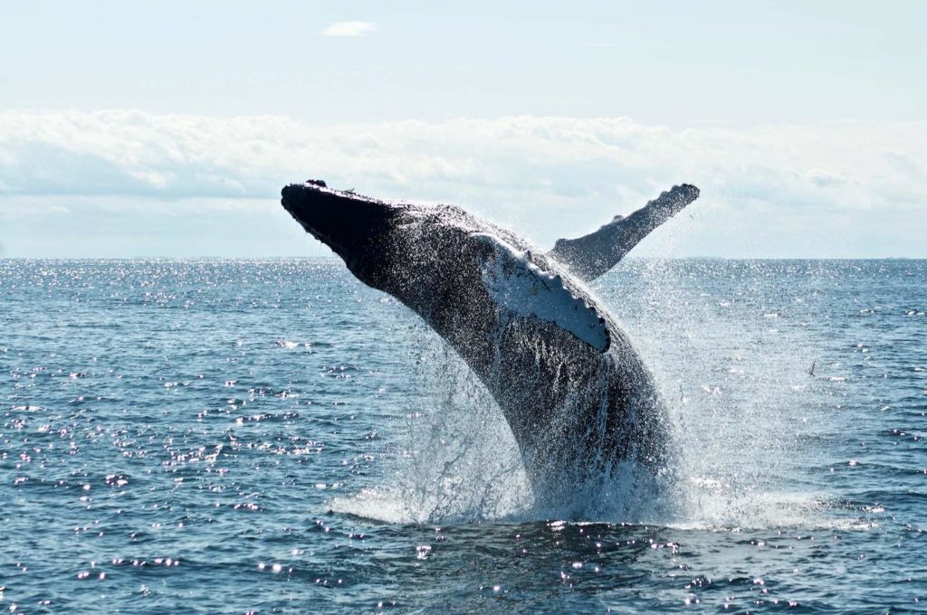 Embark on a Whale and Dolphin Watching Tour at Cork Harbour