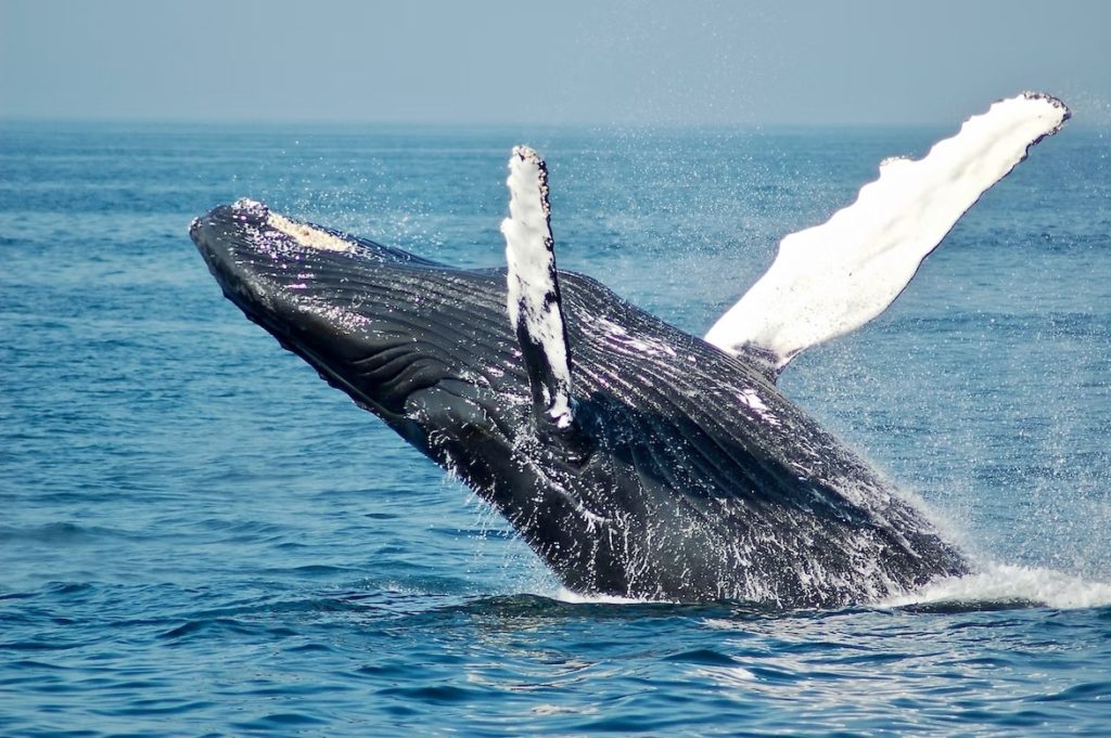 Going Whale Watching with Cork Whale Watch