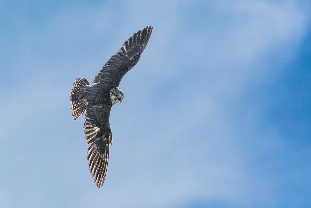 Hike and Go Birdwatching in Ballycotton Cliff