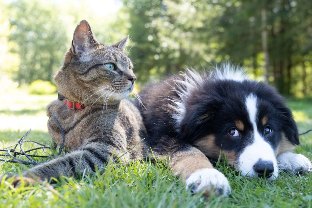How can you relocate your pets with you