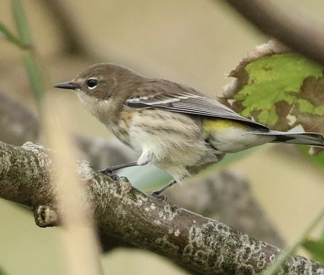 Spot Different Bird Species at Kilmurry’s Sister Lakes