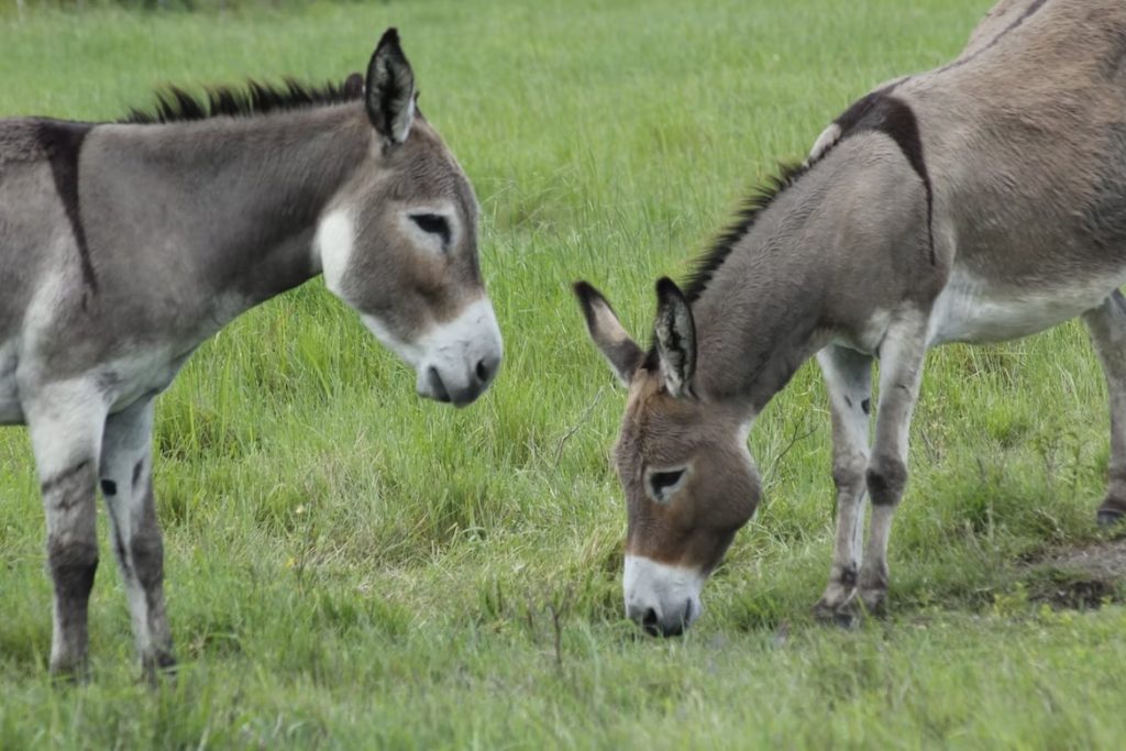 Support the Donkey Sanctuary by Adopting a Donkey