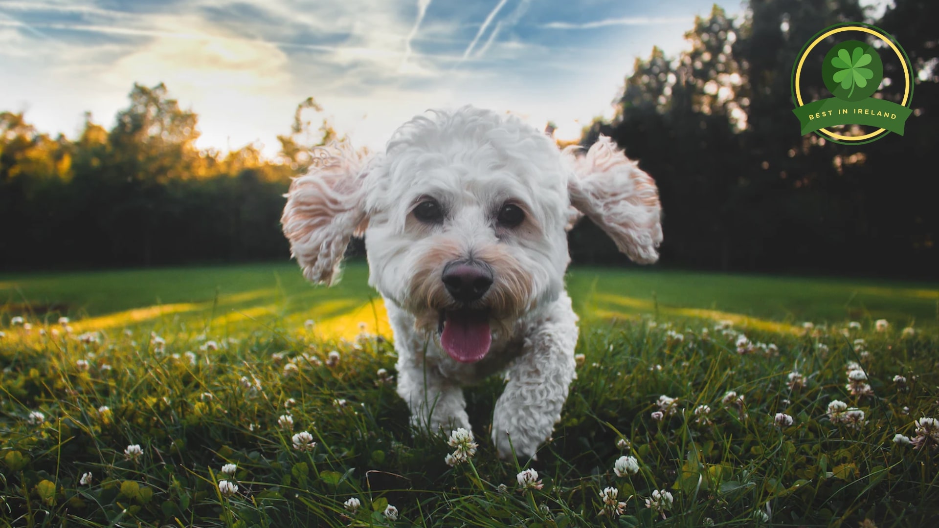 Best Dog Parks in Dublin