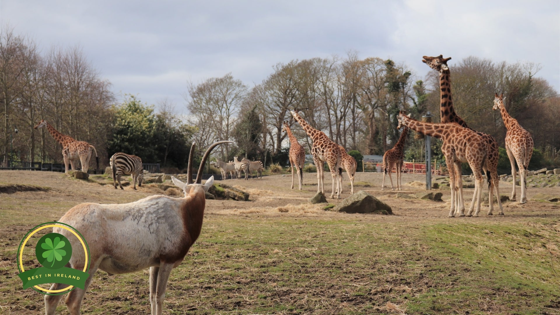 Ultimate Guide on Dublin Zoo