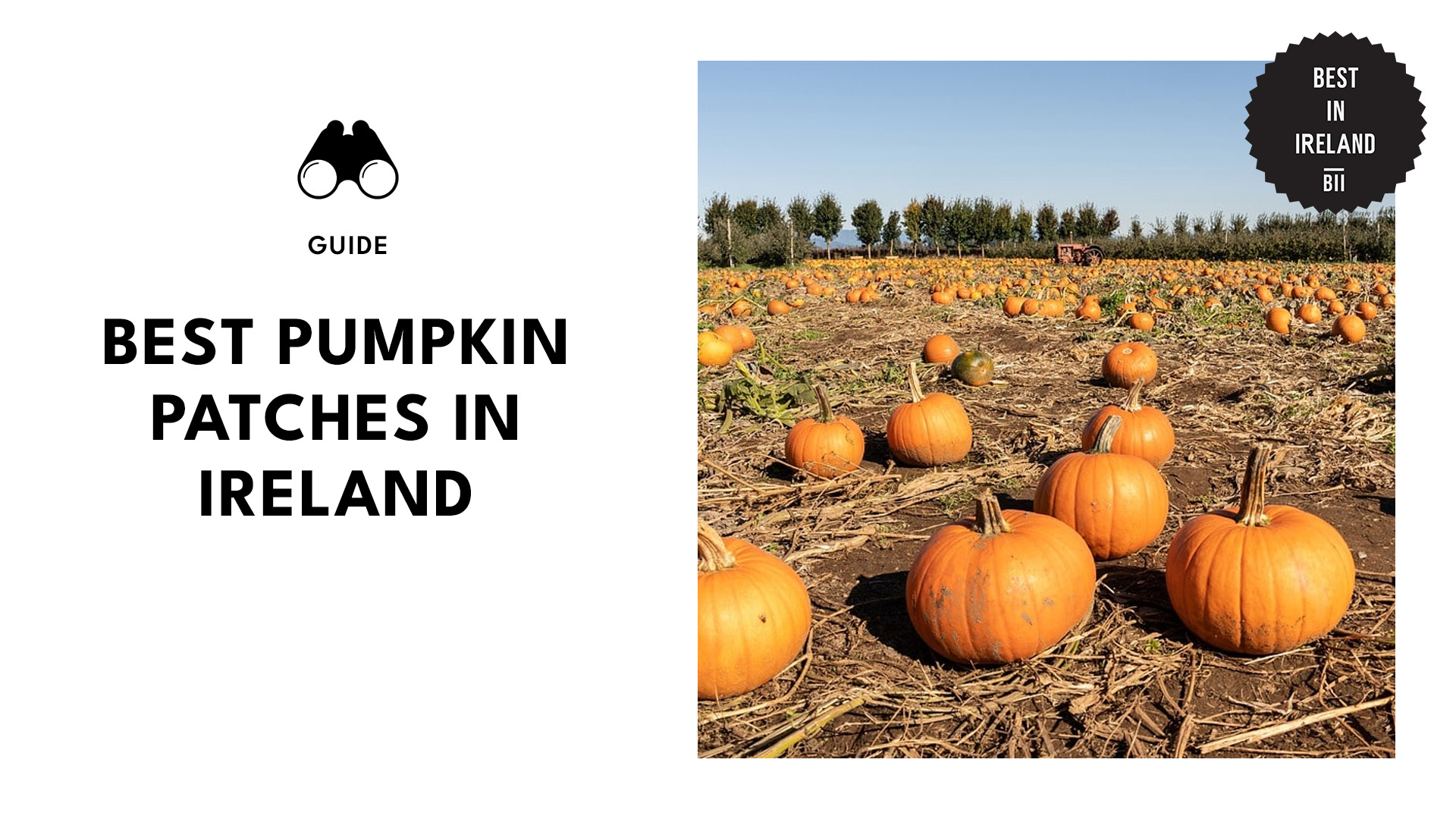 best-pumpkin-patches-ireland